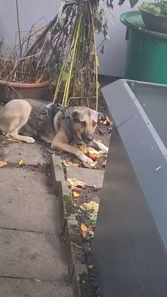 Zeigt her Eure Futternäpfe-Beitrag-Bild