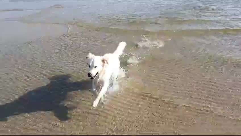 Wo sind die Golden Retriever Liebhaber?-Beitrag-Bild