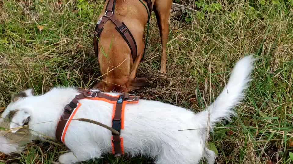 Rhodesian Ridgeback-Beitrag-Bild