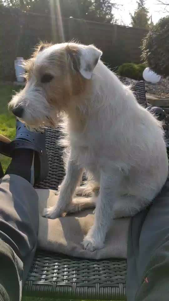 Wo sind die Jack und Parson Russell Terrier?-Beitrag-Bild