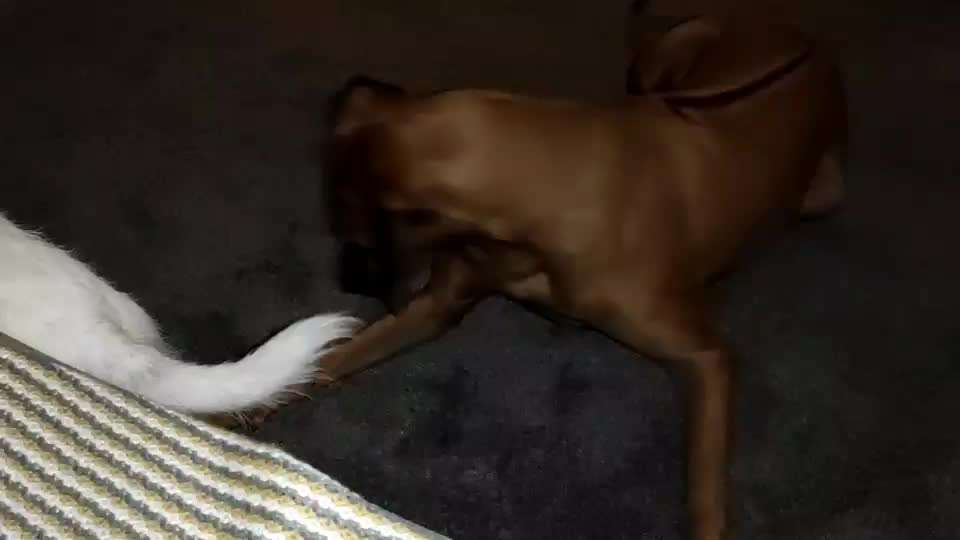 Rhodesian Ridgeback-Beitrag-Bild