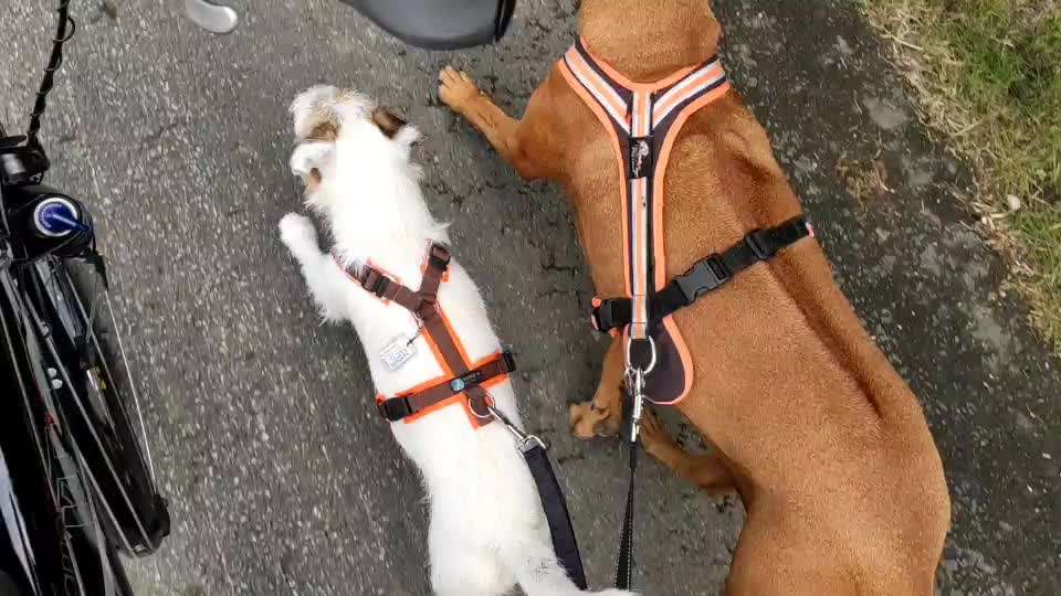 Radfahren mit Hund-Beitrag-Bild