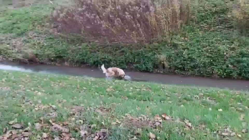 Video-Challenge Nr. 7 
Dein Hund mit Spielzeug-Beitrag-Bild