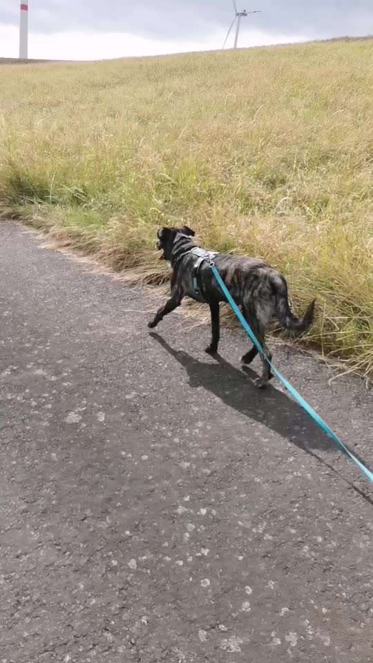 Wie kamst du zu deinem Hund?-Beitrag-Bild