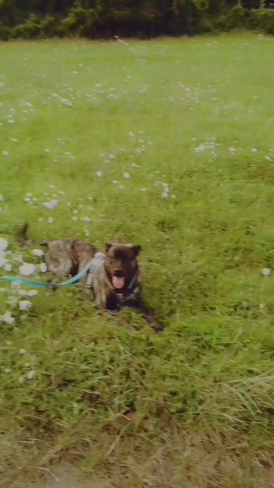 TierschutzhundeStammtisch🐕-Beitrag-Bild