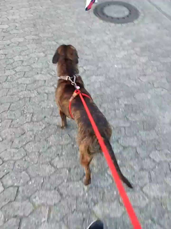 Der Gewichts-Thread-Beitrag-Bild