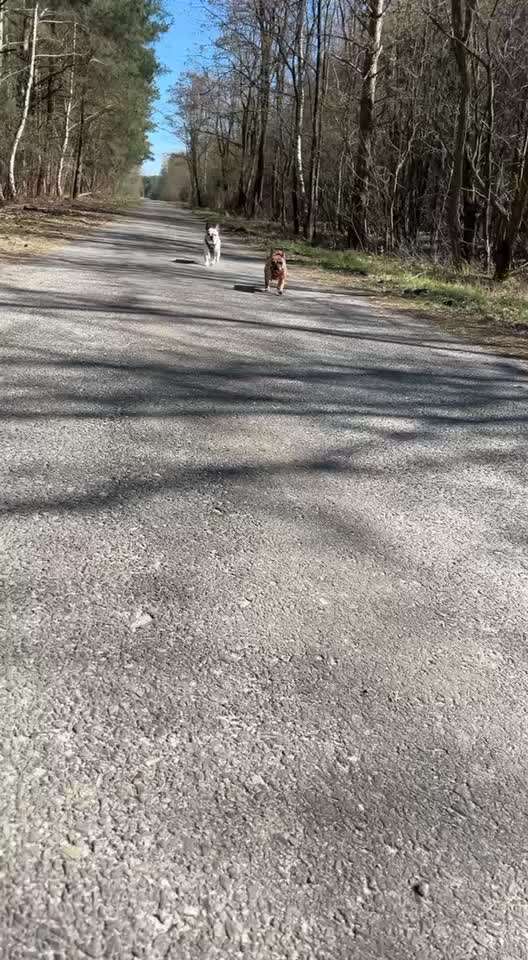 aktuelles Foto Gruppe Französische Bulldogge