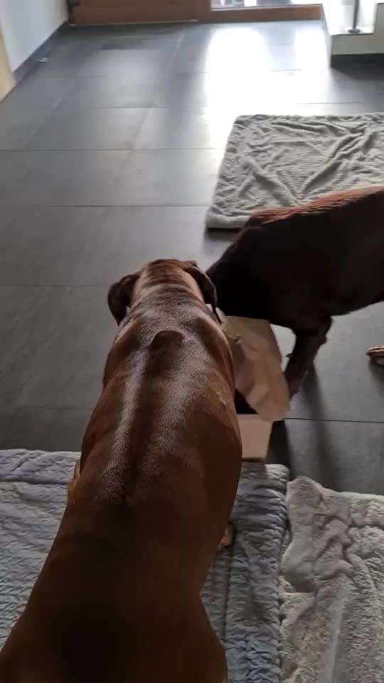 Rhodesian Ridgeback-Beitrag-Bild