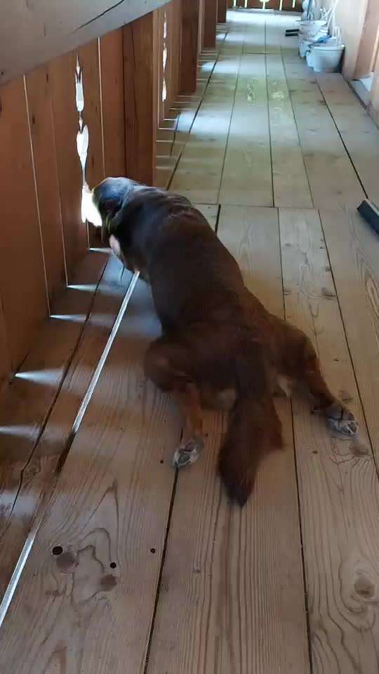 Wenn dein Hund vergisst was er ist...-Beitrag-Bild