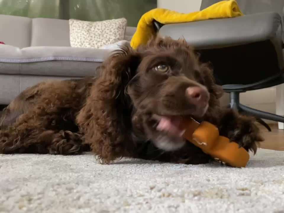 Cockerpoo (Englischer Cockerspaniel +Pudel)-Beitrag-Bild