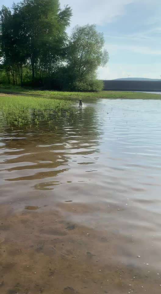 Rassensuche Cane Corso Italiano-Beitrag-Bild