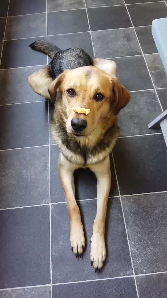 41. Handy Video Challenge-Beitrag-Bild