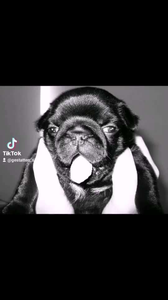 Welpen Bilder !-Beitrag-Bild