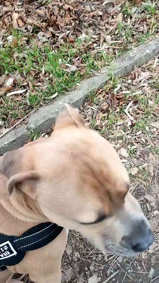 Fiepen, jammern ... ich bin am verzweifeln.-Beitrag-Bild