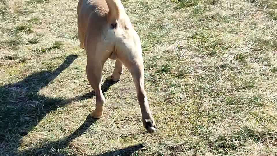 bewegt bzw. rennt Gustav normal-Beitrag-Bild