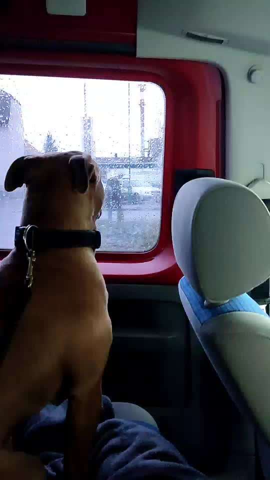 Fiepen, jammern ... ich bin am verzweifeln.-Beitrag-Bild