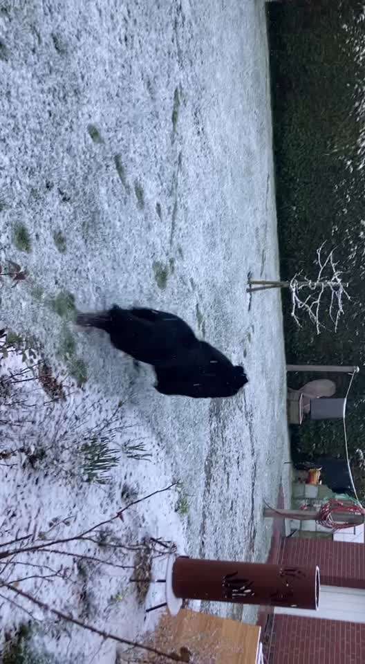 Neufundländer Freunde!-Beitrag-Bild