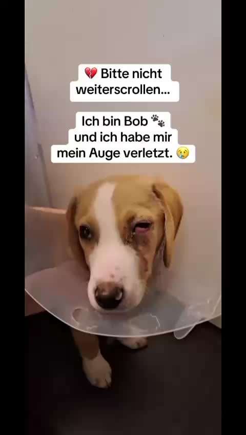 aktuelles Foto Gruppe Tierschutz Kroatien Herzprojekt Shelter DiNoah Knin