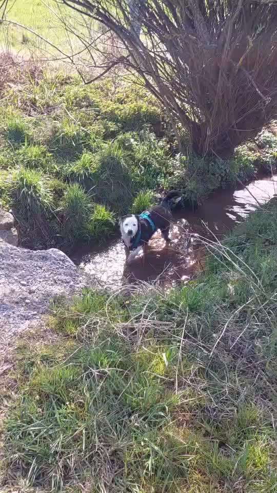 Aussies-Beitrag-Bild