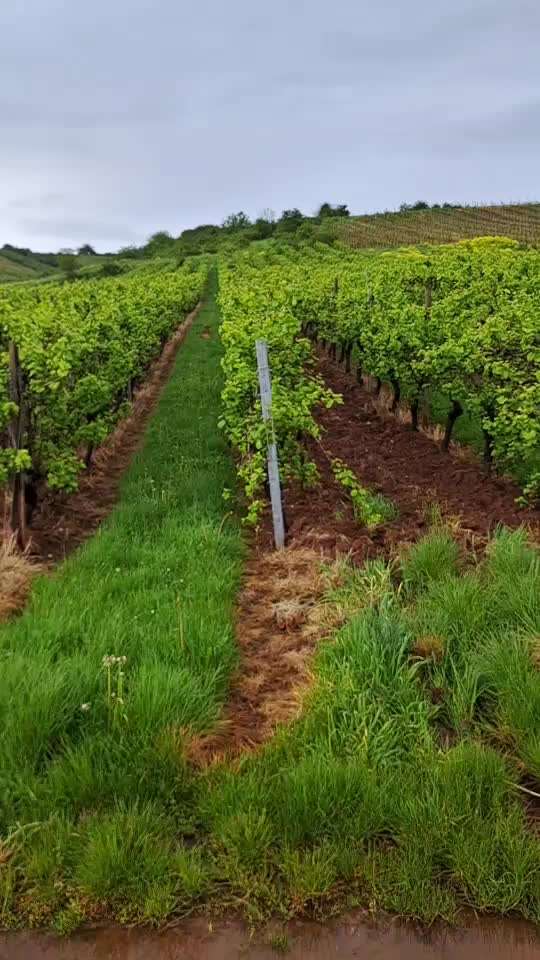 TierschutzhundeStammtisch🐕-Beitrag-Bild