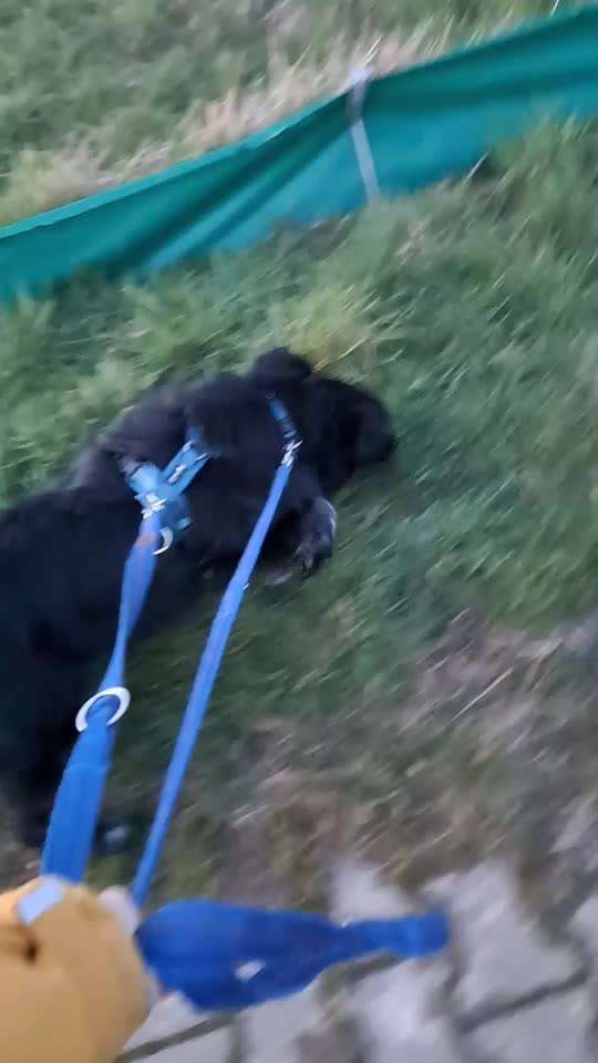 TierschutzhundeStammtisch🐕-Beitrag-Bild