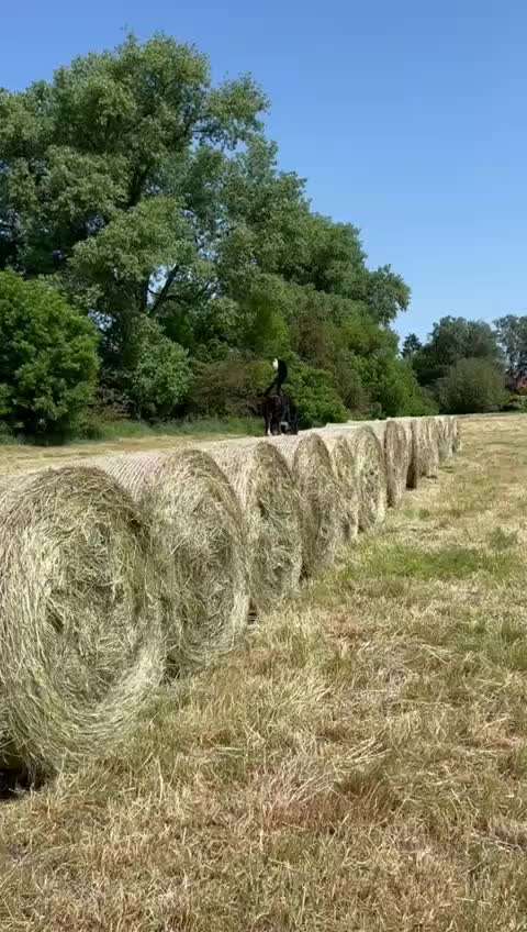 Berner Sennen-Beitrag-Bild