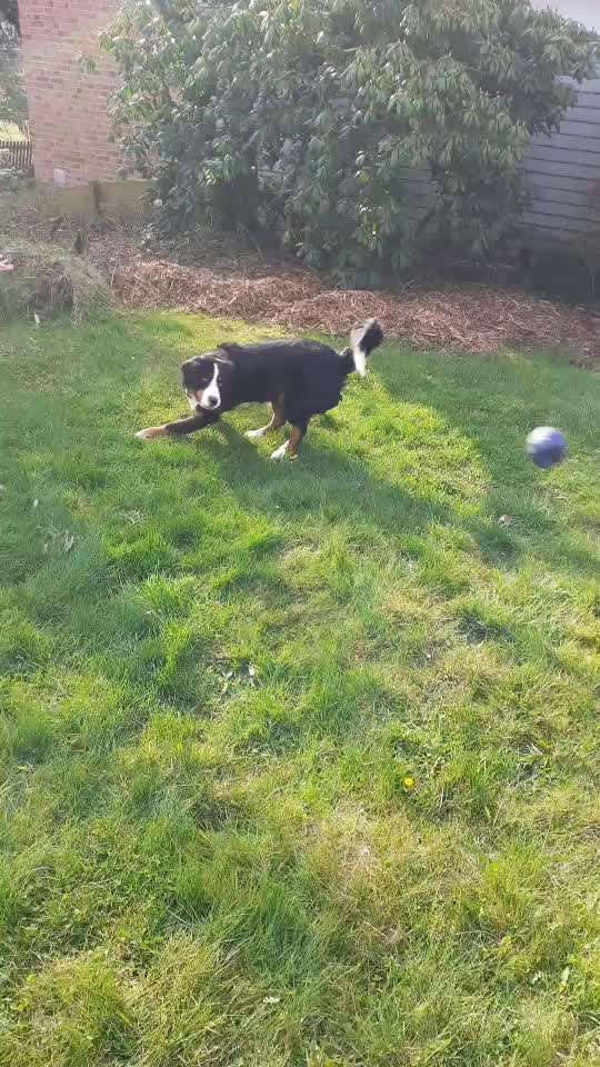 Berner Sennen-Beitrag-Bild