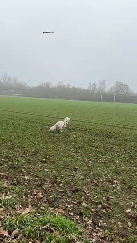 Berner Sennen-Beitrag-Bild