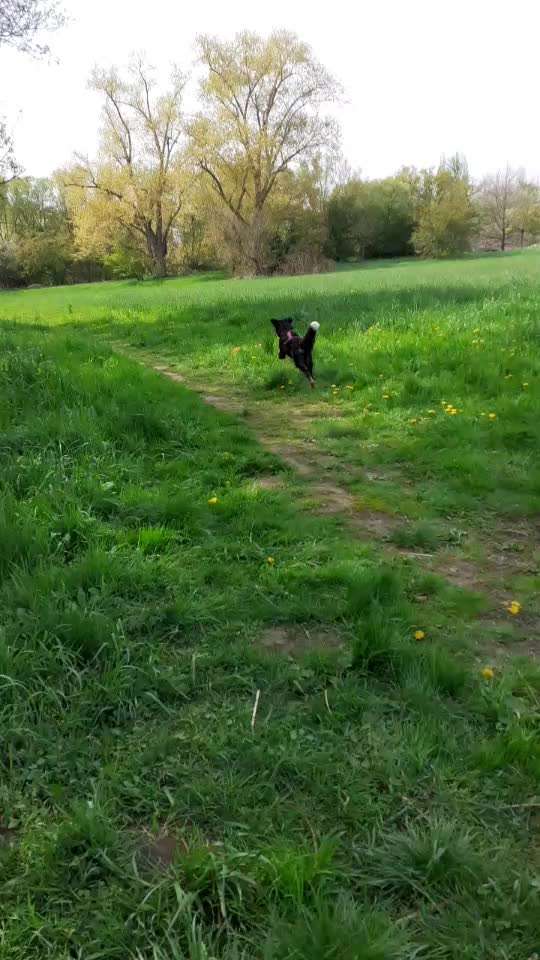 Berner Sennen-Beitrag-Bild