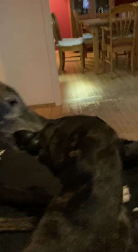 Windhunde - Treffen der besonderen Schönheiten
HERZLICH WILLKOMMEN-Beitrag-Bild