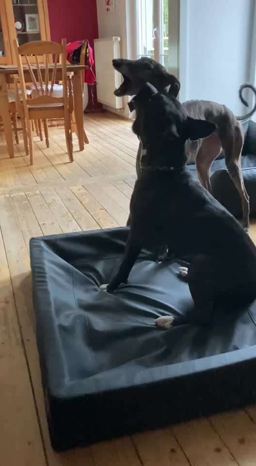 Windhunde - Treffen der besonderen Schönheiten
HERZLICH WILLKOMMEN-Beitrag-Bild