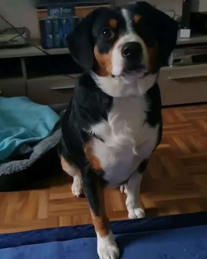 Eure liebsten Tricks-Beitrag-Bild