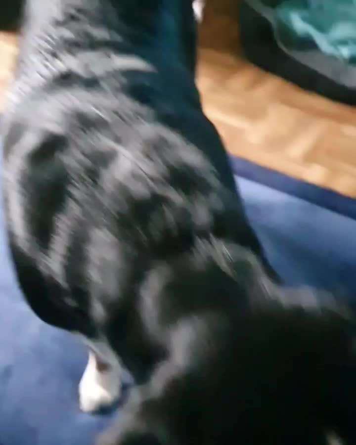 Eure liebsten Tricks-Beitrag-Bild