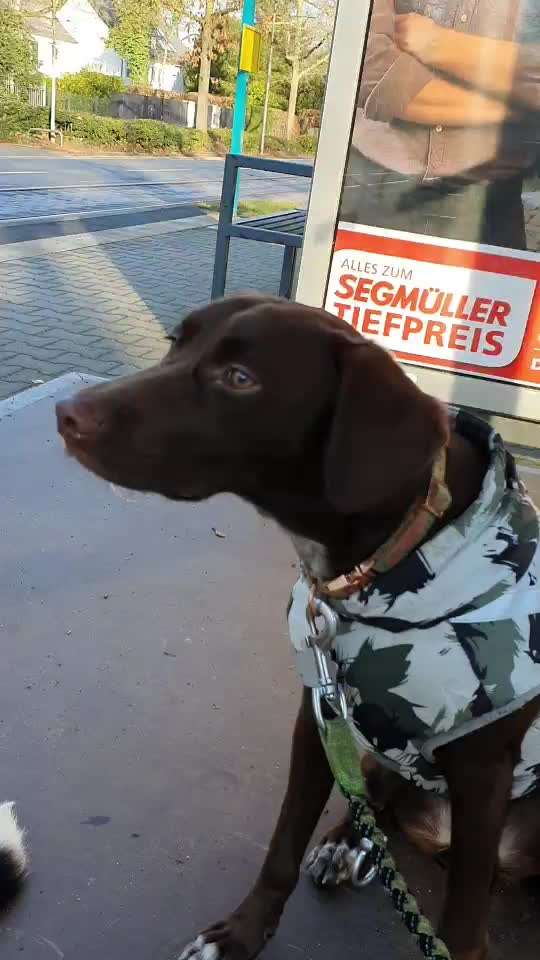 Entlebucher Sennenhund-Beitrag-Bild