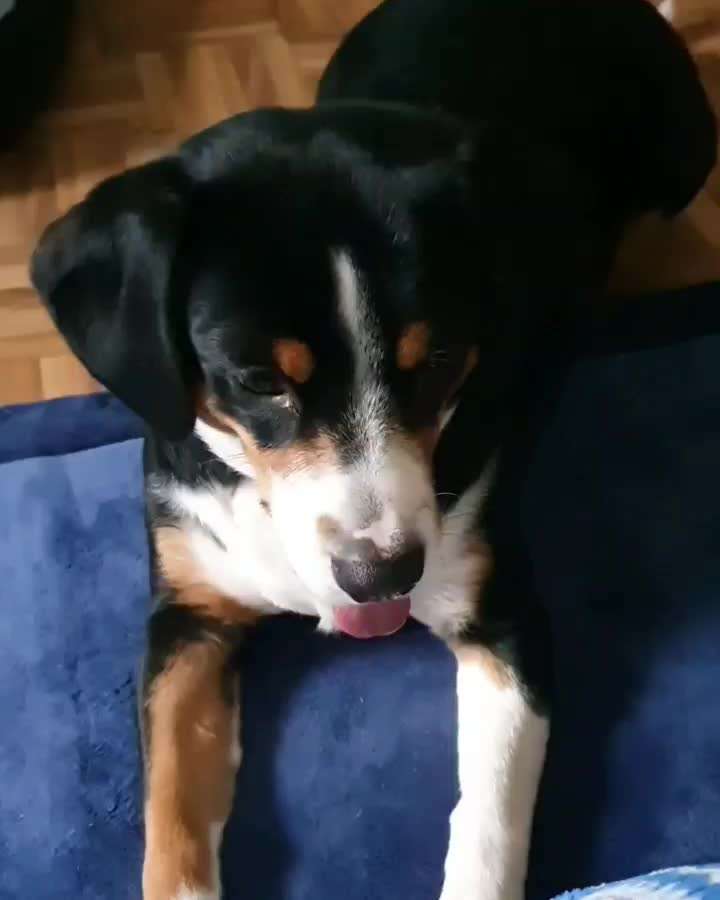 Eure liebsten Tricks-Beitrag-Bild