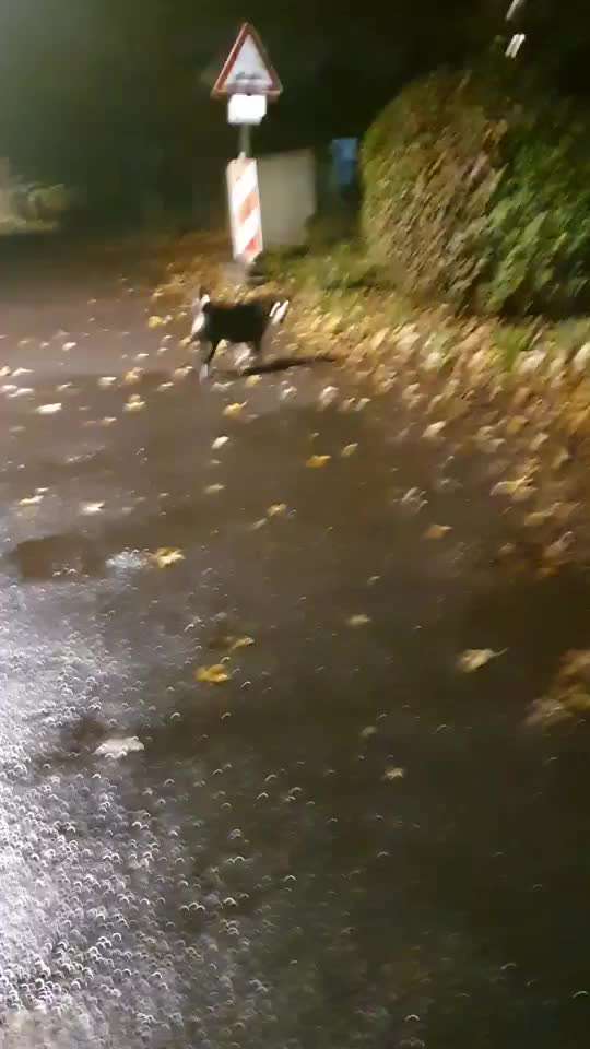 Unangeleinte Hunde-Beitrag-Bild