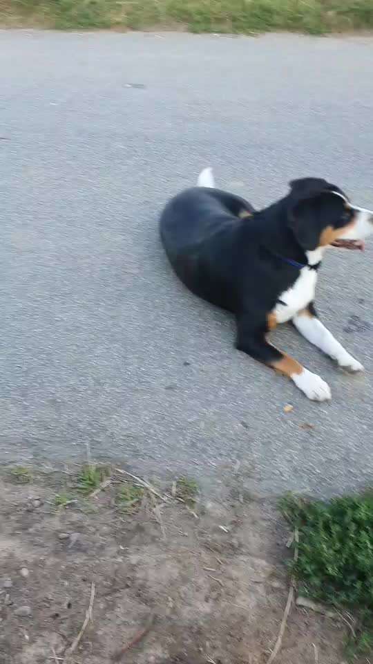 Entlebucher Sennenhund-Beitrag-Bild