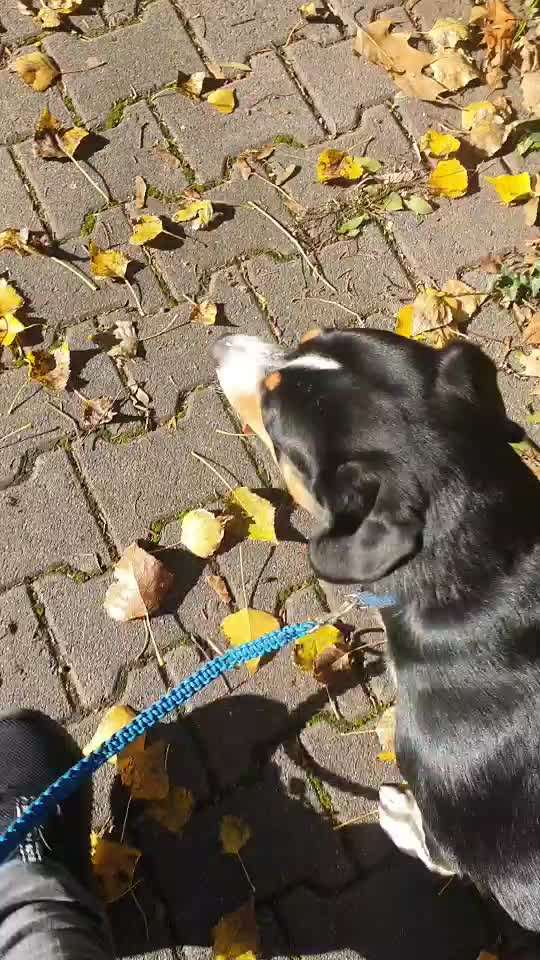 Entlebucher Sennenhund-Beitrag-Bild
