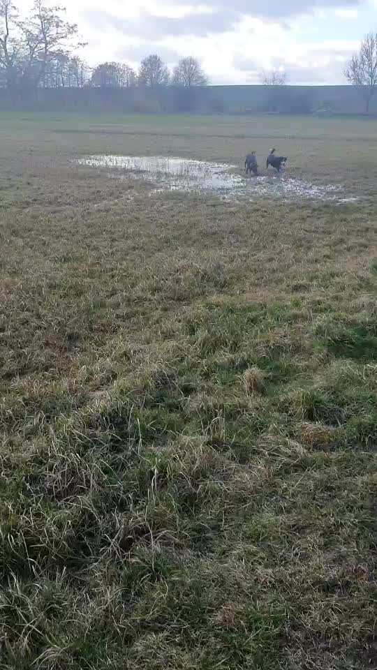 Zeigt hier Euer liebstes Video Eurer Hunde-Beitrag-Bild