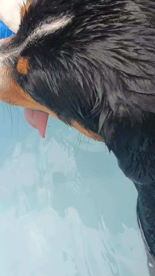 Zeigt hier Euer liebstes Video Eurer Hunde-Beitrag-Bild