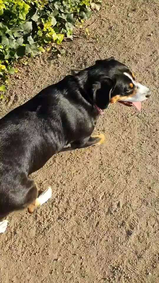 Entlebucher Sennenhund-Beitrag-Bild