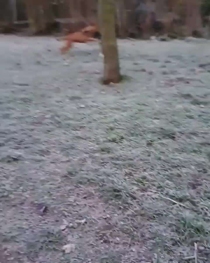 Zeigt hier Euer liebstes Video Eurer Hunde-Beitrag-Bild