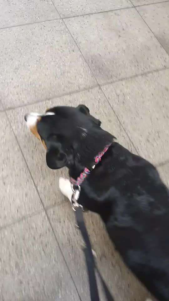 Entlebucher Sennenhund-Beitrag-Bild