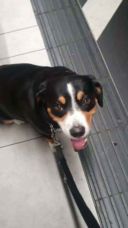 Entlebucher Sennenhund-Beitrag-Bild