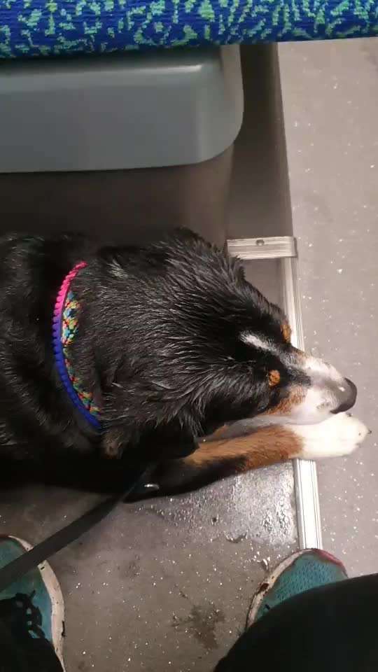 Hund in Bus,Auto und Bahn-Beitrag-Bild