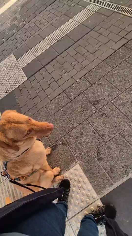 Nr. 71 - Leinenführigkeit (Impulskontrollübung)-Beitrag-Bild