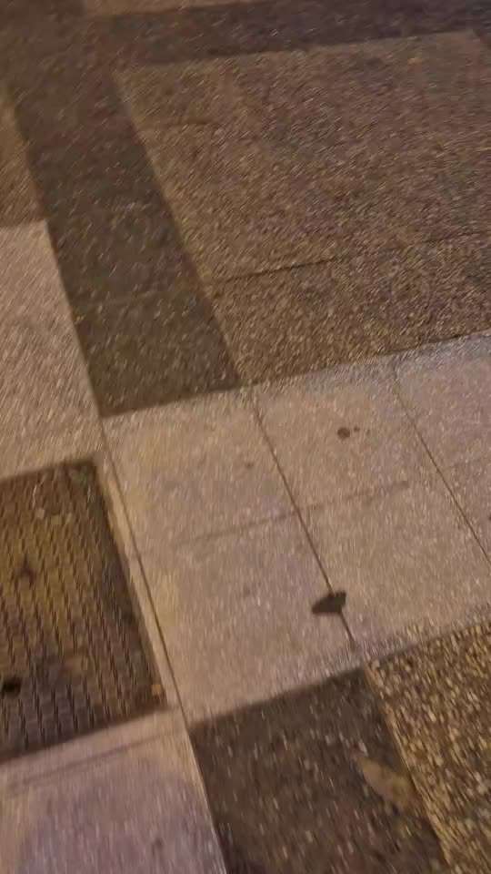 Impulskontrollübung 67: Laufbilder mit dem Hund 📸-Beitrag-Bild