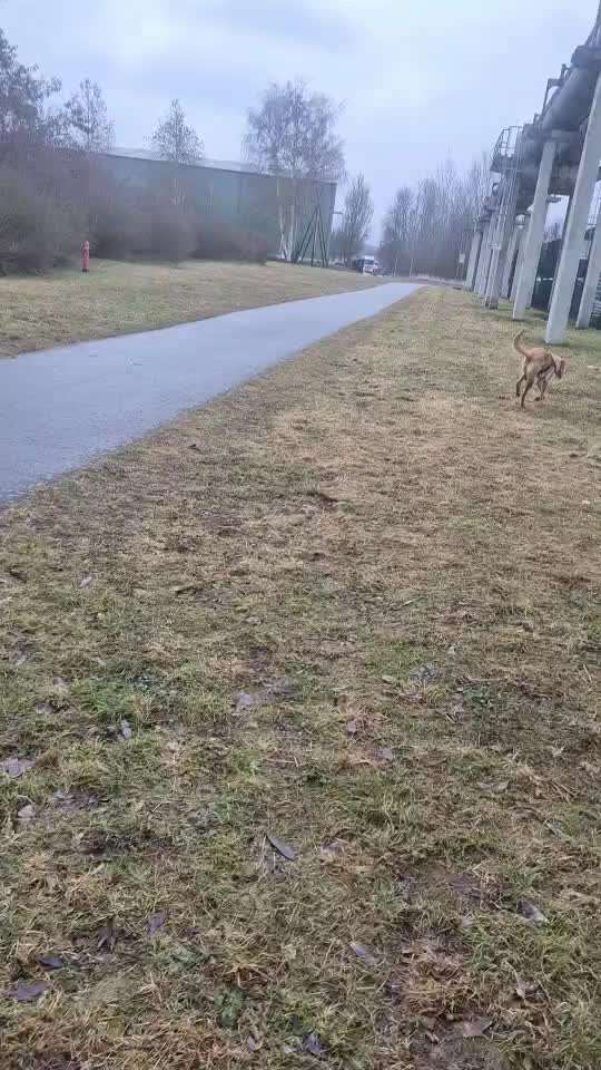 Impulskontrollübung Nr 69 : Ich achte auf Dich !-Beitrag-Bild