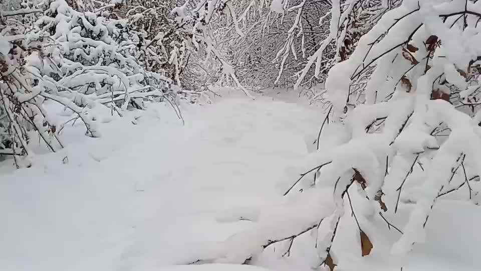 Impulskontrollübung 67: Laufbilder mit dem Hund 📸-Beitrag-Bild