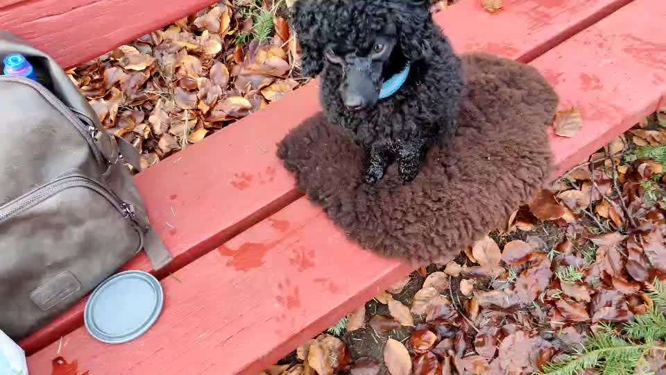 Trickdogging-Beitrag-Bild